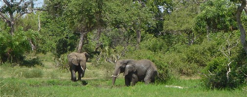 Elefanter gyttjebadar i Nyerere.