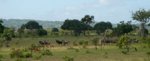 Giraff, gnu och zebra på savannen i Nyerere.