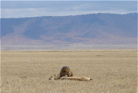 Några av kraterns många lejon vilar på kraterbottnen.