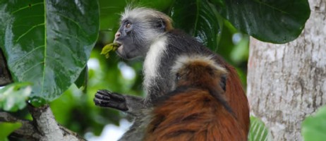 Zanzibarguereza i Jozaniskogen.