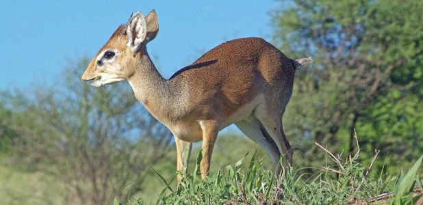 Dik-dikantilop i Tarangire.