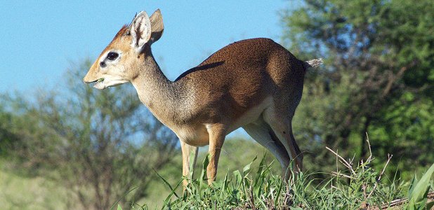 Dik-dik.