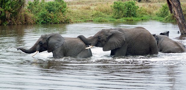 hur mycket väger en elefant