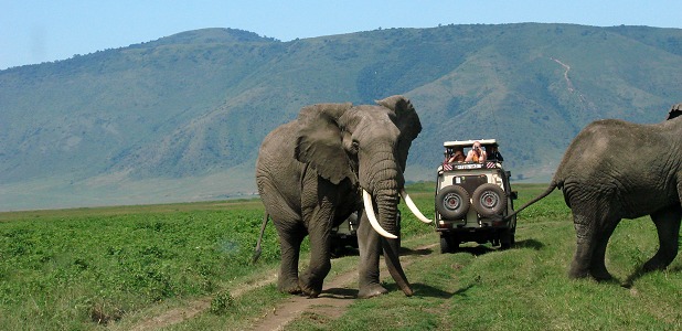 Elefant och safarijeep. Riktigt stora elefanthannar förekommer på kraterbottnen, men sällan några honor alls.