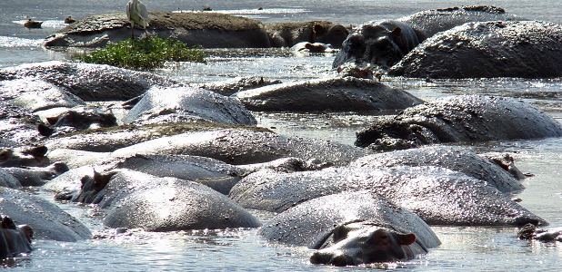 Flodhästar i Hippo Pool.