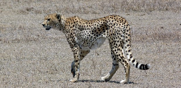 Gepard.