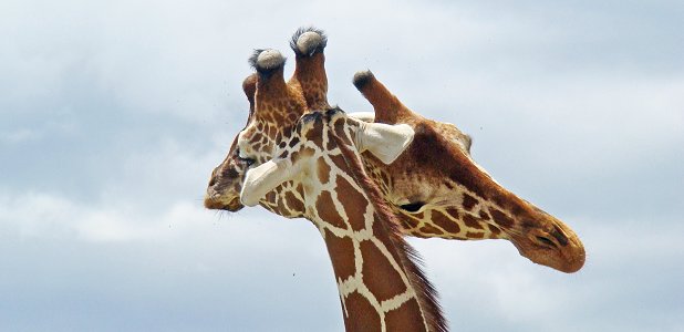 Kärvänligt? Nej, två nätgiraffer slåss.