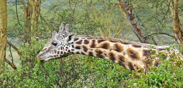 Rotschildgiraff äter från låga träd.