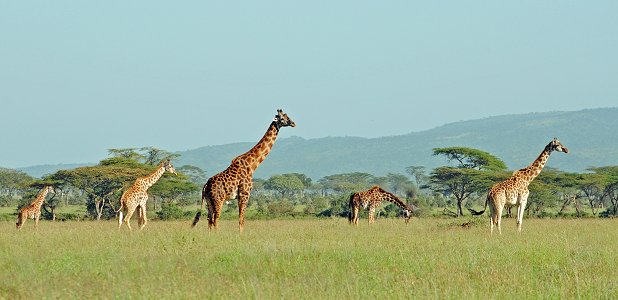 Giraffer i Serengeti.