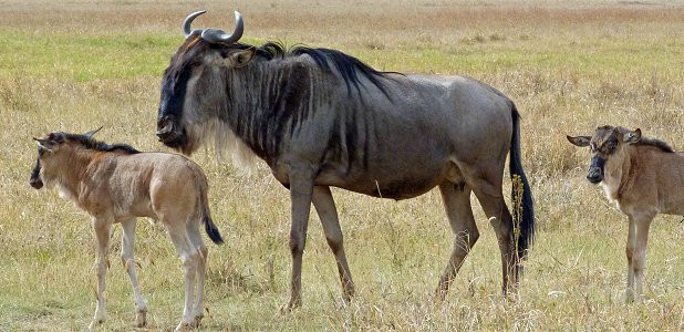 Gnu med kalvar.