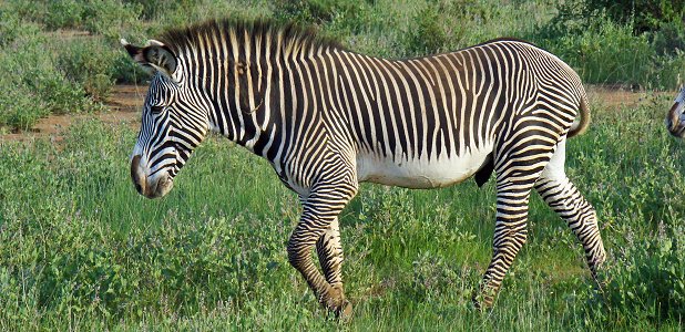 Grevyzebra.