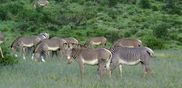 Grevyzebror i Samburu.