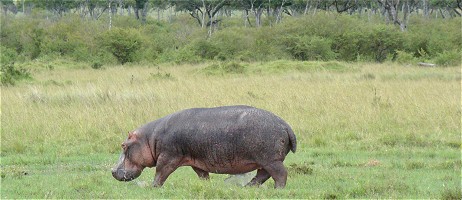 Flodhäst på land i Masai Mara.