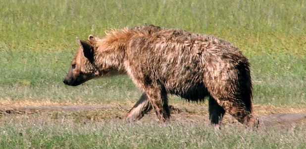 Fläckig hyena.