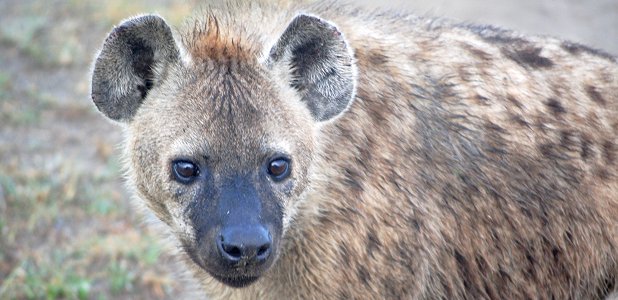 Fläckig hyena.