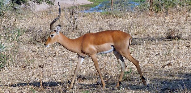 Impala.