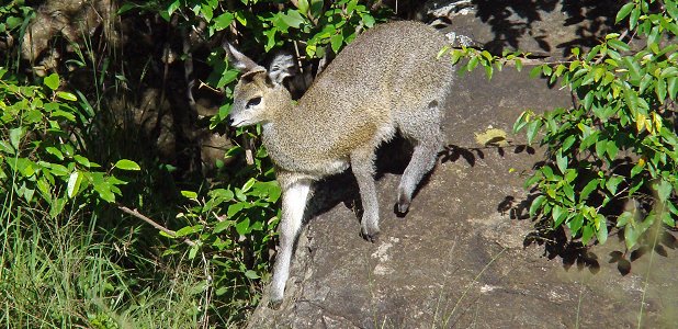 D ggdjur I Tanzania Och Kenya
