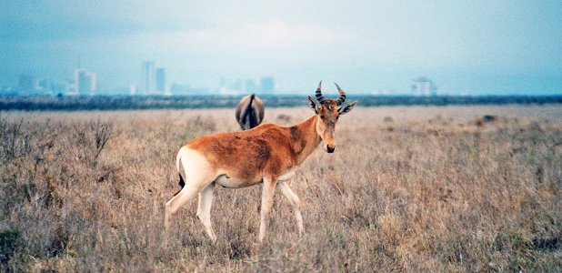 Koantilop i Nairobi National Park.