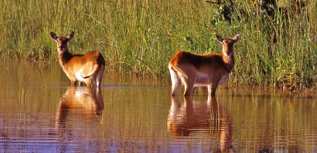 Lechwevattenbockar.