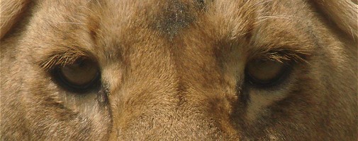 Lion closeup.