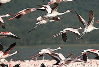 Flamingor lyfter från sjön.