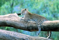 Leopard på liggande trädstam.