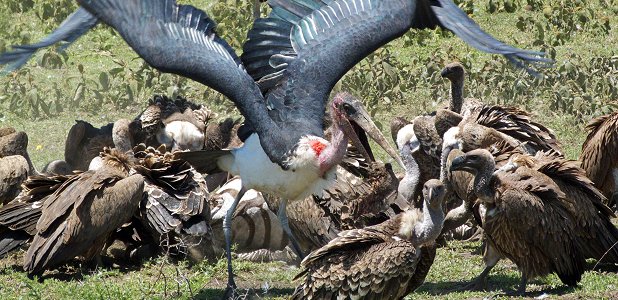 En maraboustork bråkar om maten med vitryggade gamar.