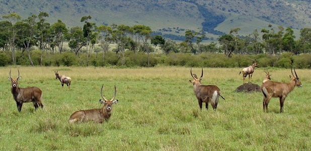 Vattenbockar och topiantiloper vid Oloololobranten i Masai Mara i Kenya.