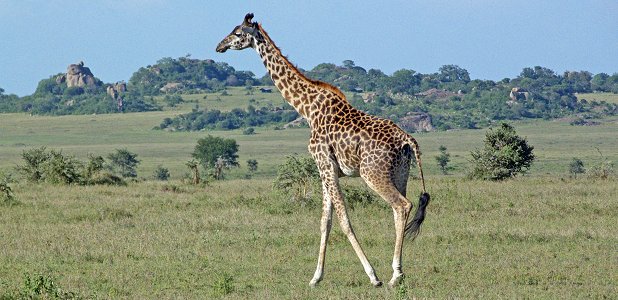 Massajgiraff.