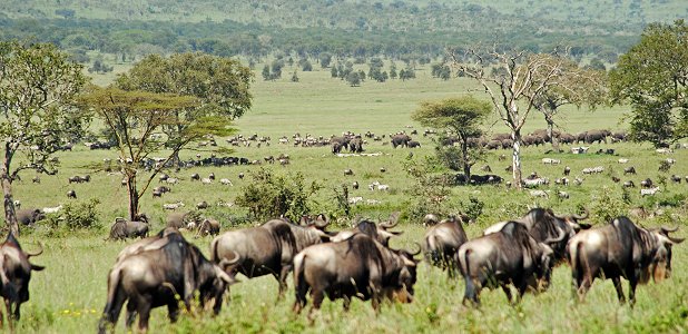 Vandrande gnuer och zebror plus elefanthjord i Serengeti.