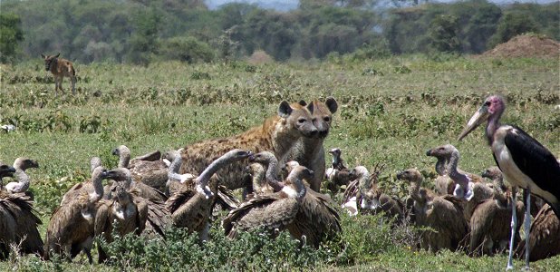 Hyenor, gamar och maraboustork vid ett zebrakadaver. I bakgrunden nästa måltid, en övergiven gnukalv.