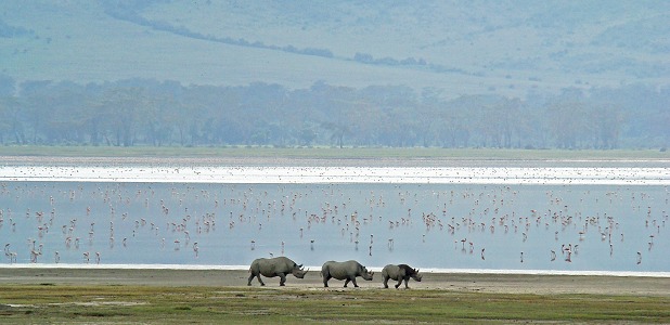 Noshörningar vid Lake Magadi. 