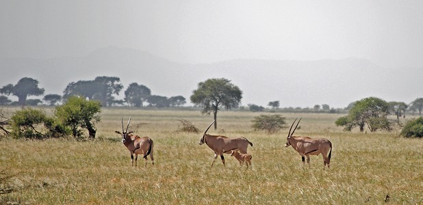Tofsörade oryxer i norra Tarangire.