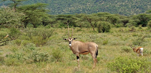 Beisaoryx och Grants gasell i Buffalo Springs.