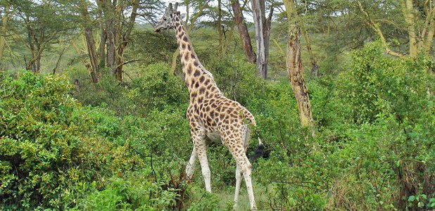 Rotschildgiraff.