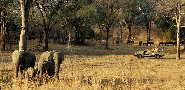 Djurskådning i South Luangwa.