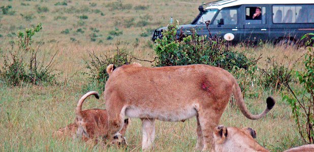 Lejon och safarijeep.