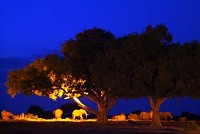 Elefanter i kvällsbelysning.