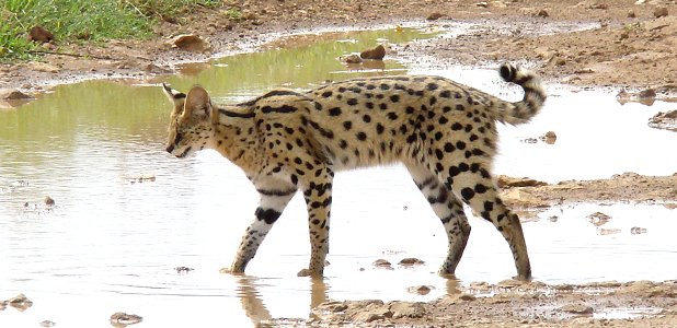 Serval.