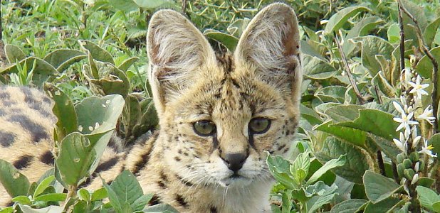 Serval.