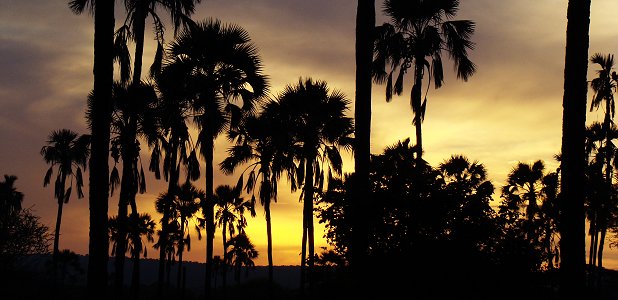 Soluppgång med pylmarapalmer i Tarangire i Tanzania.