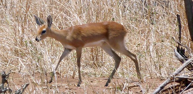 Steenbok.