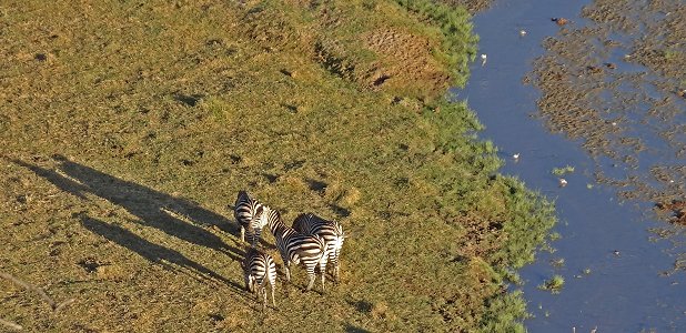 Zebrafamilj vid Tarangirefloden i nationalparken Tarangire.