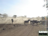 Zebror på vägen. (Seronera i centrala Serengeti National Park, Tanzania)