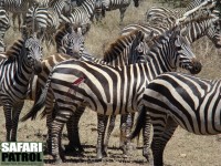 En zebra som undkom faran. (Serengeti National Park, Tanzania)