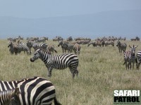 Zebramigration. (Centrala Serengeti National Park, Tanzania)