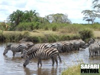 Zebror dricker i Seronerafloden. (Centrala Serengeti National Park, Tanzania)