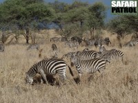 Zebror i den lokala migrationen. (Tarangire National Park, Tanzania)
