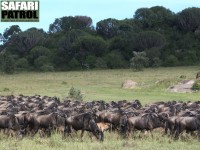 Gnuhjord på vandring. Notera att kalven har en mycket ljusare färg än de vuxna gnuerna. (Moru Kopjes i södra Serengeti National Park, Tanzania)