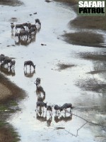 Gnuer i Tarangirefloden. (Tarangire National Park, Tanzania)